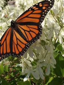 WAGC member LizMorris shared this Monarch butterfly photo text appeared in her garden; summer 2016