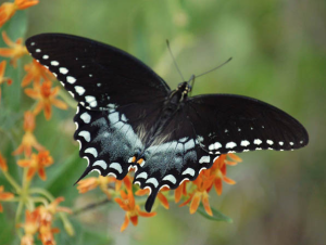 spicebushswallowtail