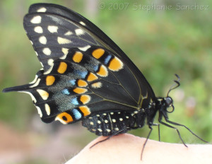 BlackSwallowtail